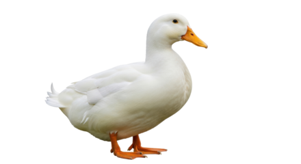Isolated white duck standing and looking to the side in a portrait photograph with a neutral backdrop