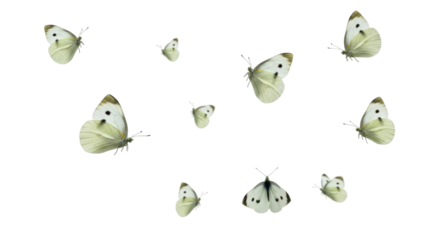 Isolated Group of White Butterflies with Black Spots on Wings in Various Flight Positions