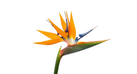 Isolated Bird of Paradise flower exotic tropical plant for design element illustration