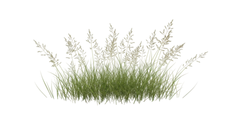 Isolated cluster of green grass and seed heads in summer, no background, cut out