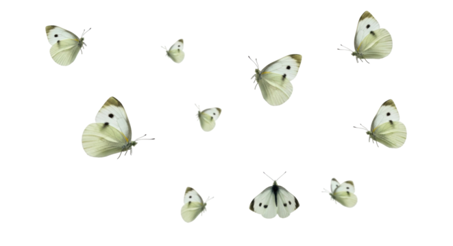 Isolated Group of White Butterflies with Black Spots on Wings in Various Flight Positions