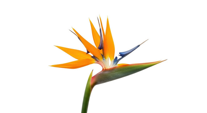 Isolated Bird of Paradise flower exotic tropical plant for design element illustration