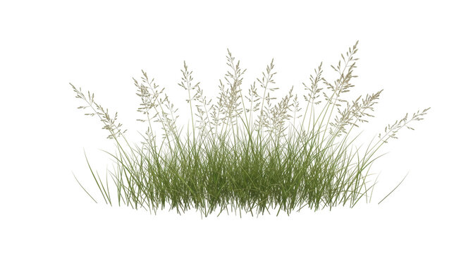 Isolated cluster of green grass and seed heads in summer, no background, cut out