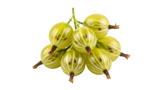 Isolated cluster of green gooseberries ready for harvest, on a table, in a farm, in summer time