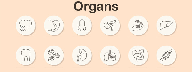 Organs set icon. Heart, stomach, nose, pancreas, hand with cells, liver, tooth, blood cells, kidney, lungs, intestine, muscle fiber drawn using anatomical linear illustration style.