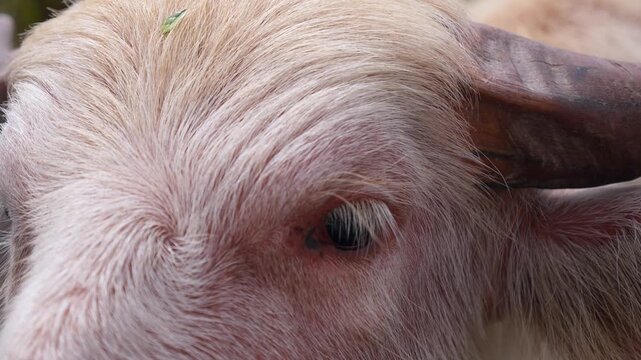 Extreme close up of a rare albino water buffalo's face, showing its pinkish skin and light fur as it slowly blinks its dark, expressive eyes with long lashes in a calm, gentle manner
