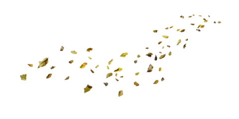 golden stars on white background/Scattered dry leaves blowing across a white background, creating a natural autumn motion effect