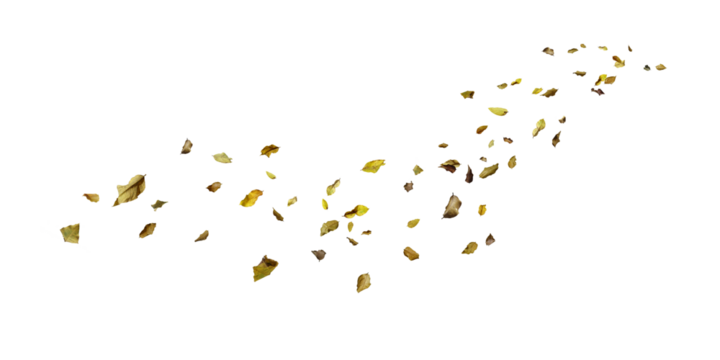 golden stars on white background/Scattered dry leaves blowing across a white background, creating a natural autumn motion effect