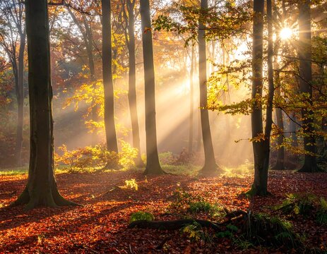 Sun rays stream through trees in a forest during autumn - Powered by Adobe