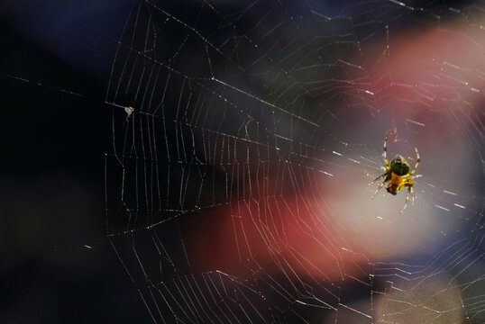 Spider building intricate web with morning dew drops
