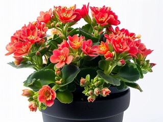 Bright red and orange flowering plant in a black pot with lush green leaves on a white background