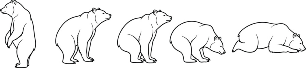 Bear movement sequence from standing to lying down, wildlife behavior illustration for educational, animation, biology, nature, and art reference use.