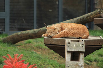 Beautiful Wild Lynx Relaxing in Nature Forest Animal Photography