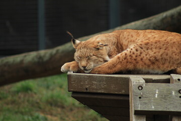 Charming young lynx lying on a wooden platform among trees, showcasing the peaceful side of this powerful predator.