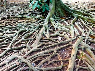 A closeup of messy tree roots on the ground. The uniqueness pattern of tree roots.