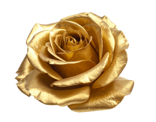 Goldene Rose isoliert auf Weiß – luxuriöser Freisteller