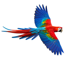 Fototapeta premium Fliegender Papagei isoliert auf weißem Hintergrund – freigestellter tropischer Vogel