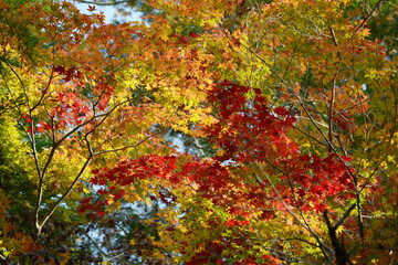 秋の彩り　鮮やかな紅葉