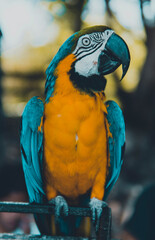blue and yellow macaw ara