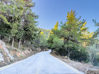Empty forest road curving under clear sky