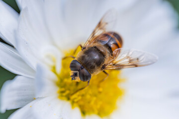 White chrysanthemum with striped Syrphidae fly, macro photo for wallpapers and prints
