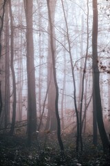 Obraz premium fog in the forest