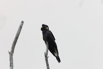 yellow-tailed black cockatoo (Zanda funerea)Queensland, Australia