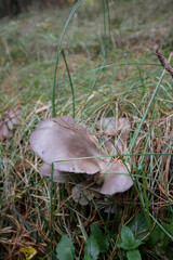 natural wild oyster mushroom in the forest