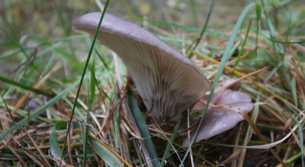 natural wild oyster mushroom in the forest