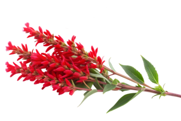 ruddy brush flower image isolated on transparent background