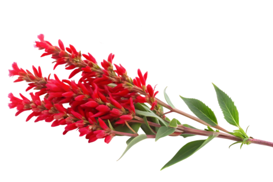 ruddy brush flower image isolated on transparent background