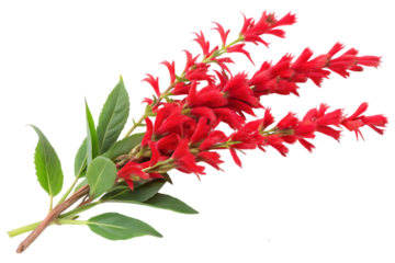 ruddy brush flower image isolated on transparent