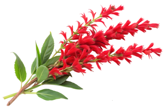 ruddy brush flower image isolated on transparent