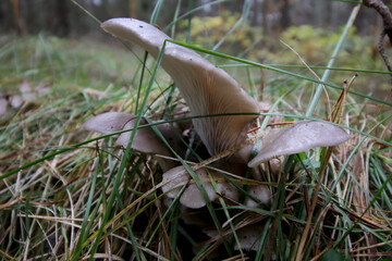 natural wild oyster mushroom in the forest