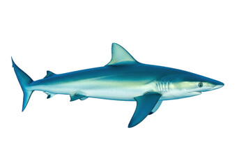 Isolated blue shark swimming profile view marine predator ocean animal apex predator, aquatic