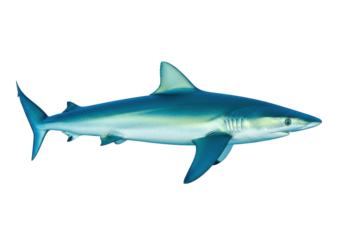 Isolated blue shark swimming profile view marine predator ocean animal apex predator, aquatic