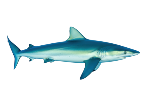 Isolated blue shark swimming profile view marine predator ocean animal apex predator, aquatic