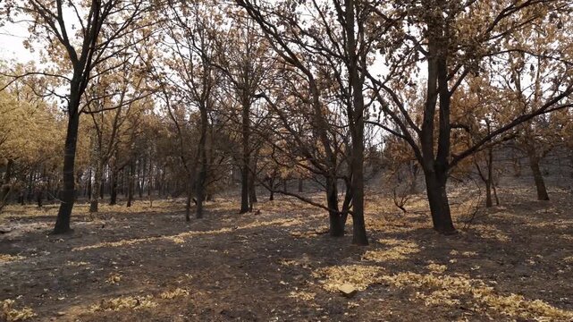burned trees and brushs view in mountains after a fire , ecological desaster real video footage
