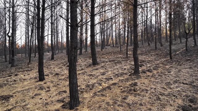 burned trees and brushs view in mountains after a fire , ecological desaster real video footage
