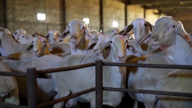 sheeps and lambs  standing in barn of farm for milk production and breeding and sale , real  video footage