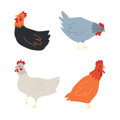 Set of chickens with colorful plumage. Isolated on a white background.
