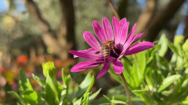 A honeybee gathers nectar on a vivid pink flower in warm garden light. Soft bokeh and natural colors create a peaceful, vibrant nature scene ideal for ecology and spring themes.