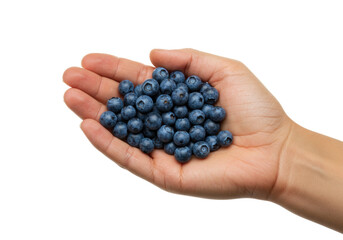 Isolated handful of fresh blueberries resting on a human hand, ready to be eaten, healthy