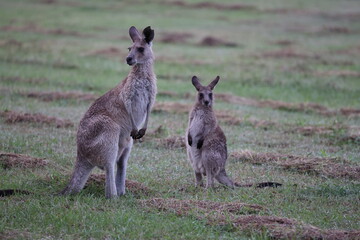 eastern grey kangaroo  Queensland Australia