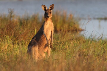 eastern grey kangaroo  Queensland Australia