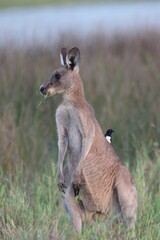 eastern grey kangaroo  Queensland Australia