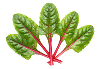 Isolated fresh swiss chard leaves with red veins, a nutrient-rich and colorful ingredient