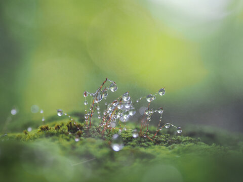 nice macro detail of water drop on leaf or green fern and bokey