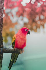 red and green parrot
