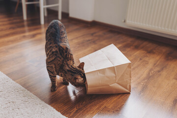 Curious bengal cat explores paper bag on wooden floor during indoor playtime in cozy living room